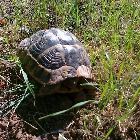 Istentales Bed & Breakfast Alghero